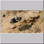 Andrena vaga - Weiden-Sandbiene w03.jpg